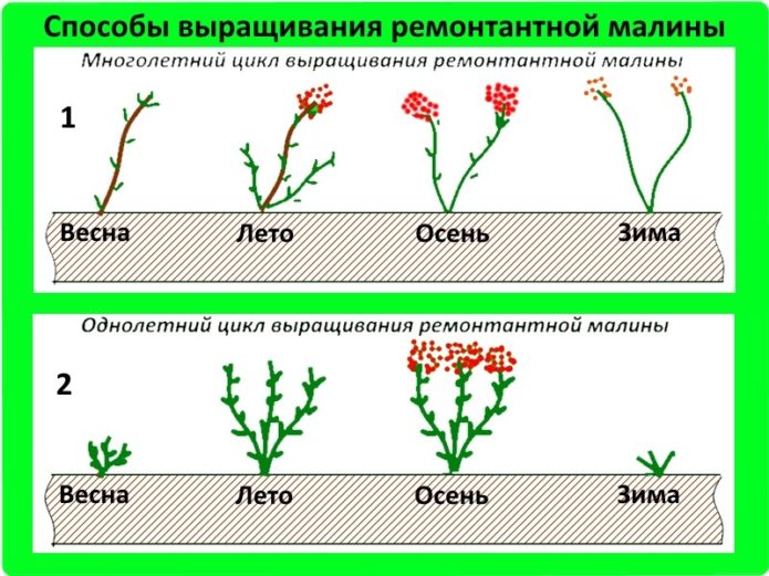 Schematic representation of a remontant raspberry bush