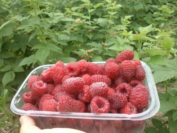 Raspberry harvest Brusvyan