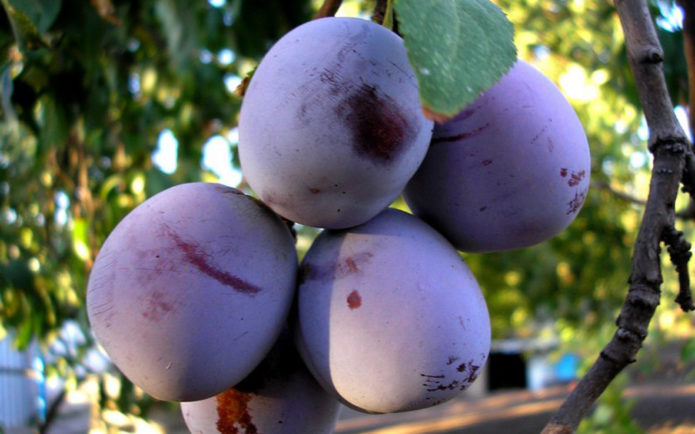 Plum varieties Anna Shpet