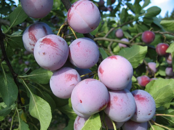 Anna Shpet fruits on a branch