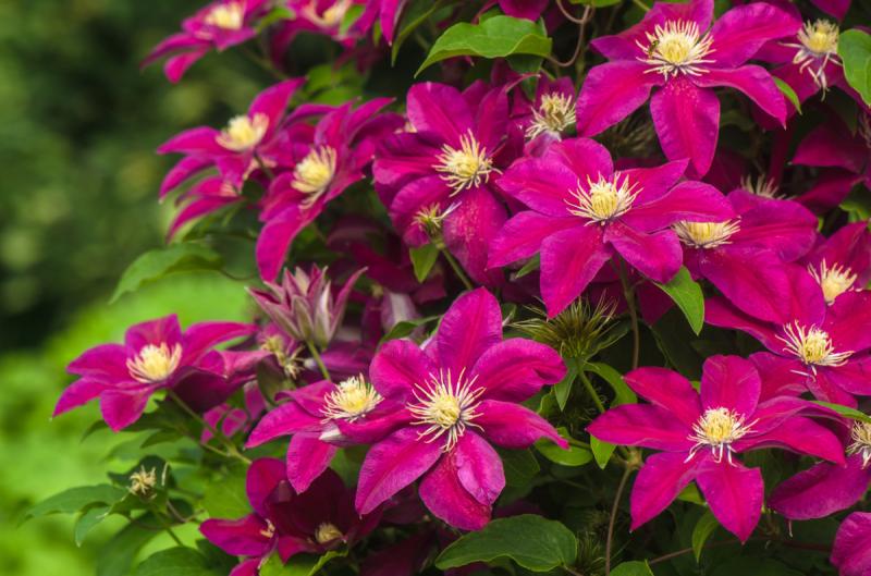 Clematis care in the fall and preparing it for winter