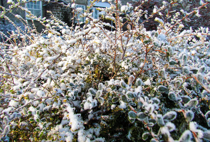 Honeysuckle in the snow