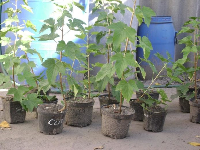 Closed-root currant seedling