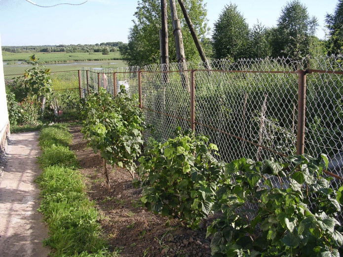 Currant by the fence