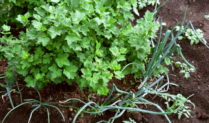 Currant onions