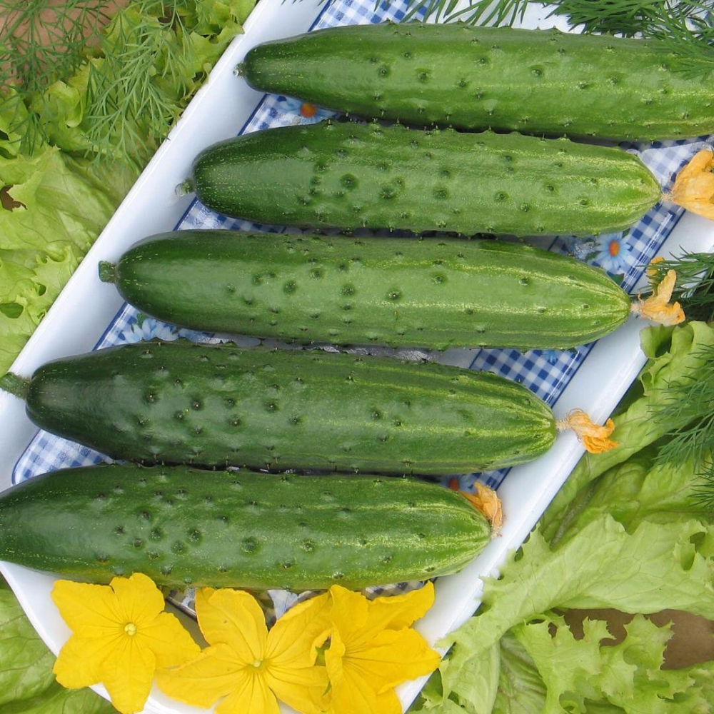 Zozulya F1 variety: the favorite Russian parthenocarpic cucumber