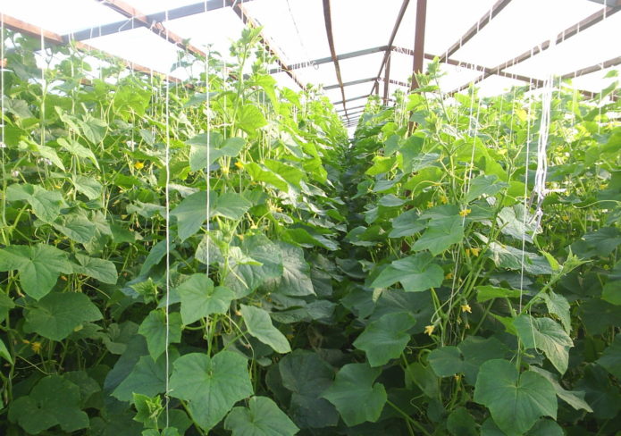 Cucumbers in the greenhouse