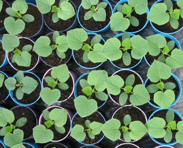 Seedling cucumber