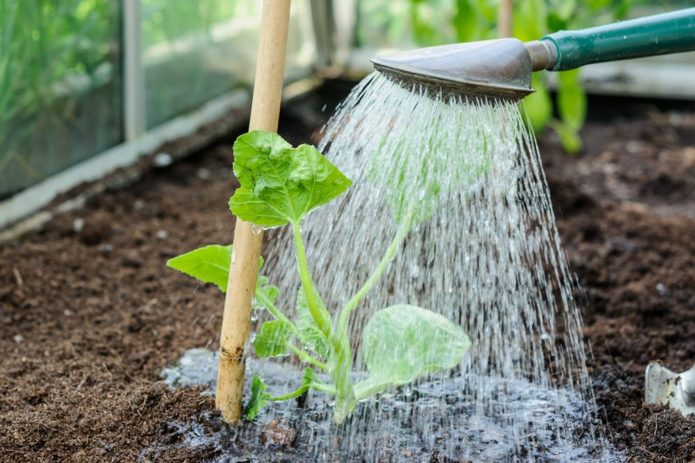 Watering a cucumber