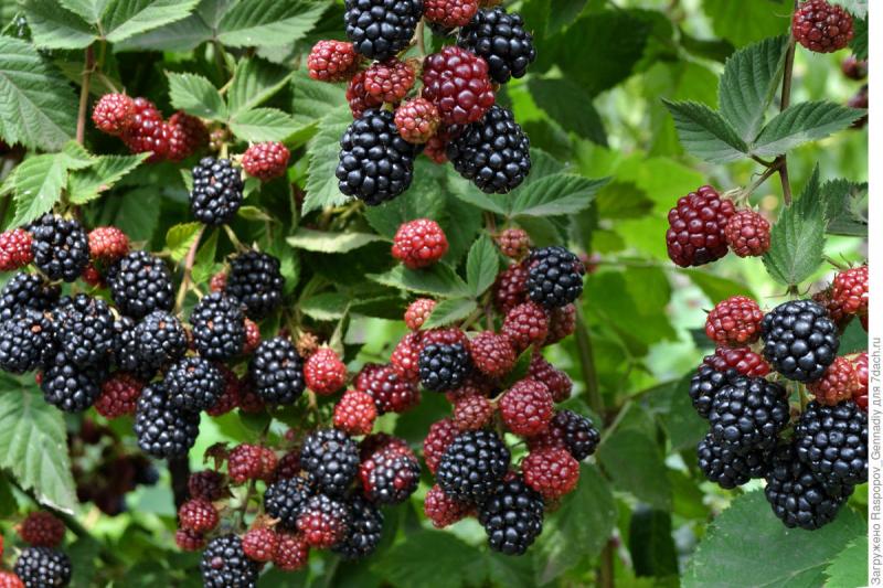 Caring for blackberries in the fall in preparation for winter