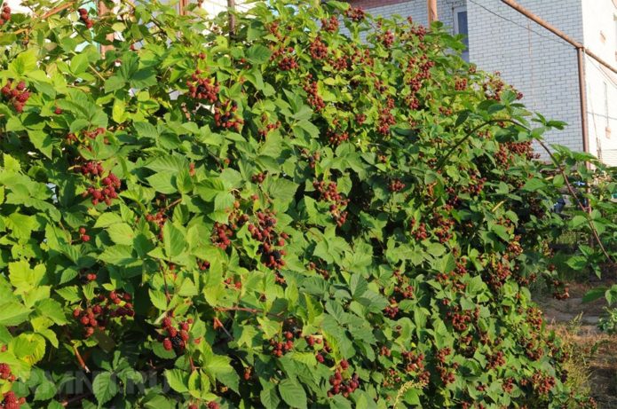 Blackberry bushes