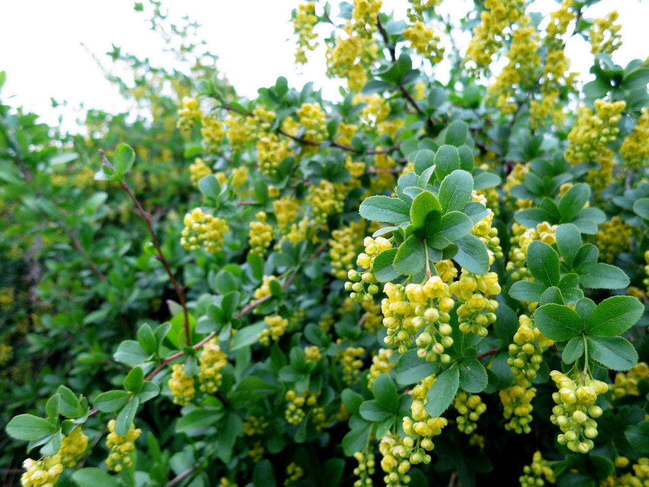 Barberry pruning: how to shape and rejuvenate a plant