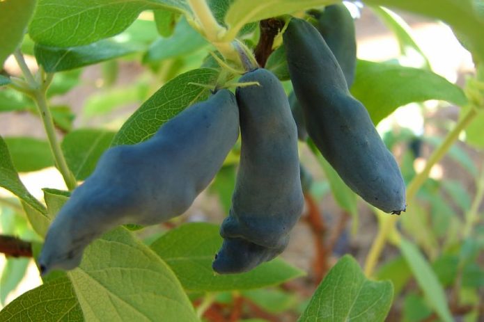 Honeysuckle Berries Nymph