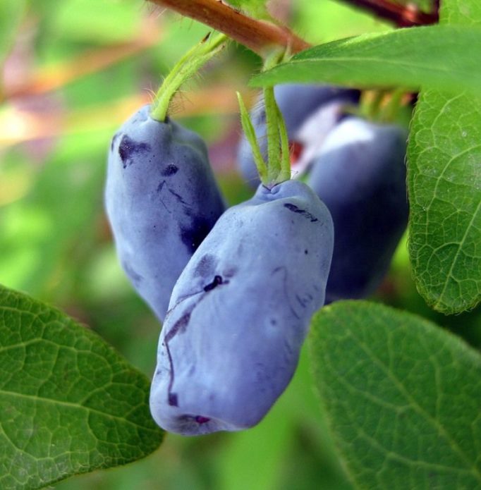 Honeysuckle Cinderella