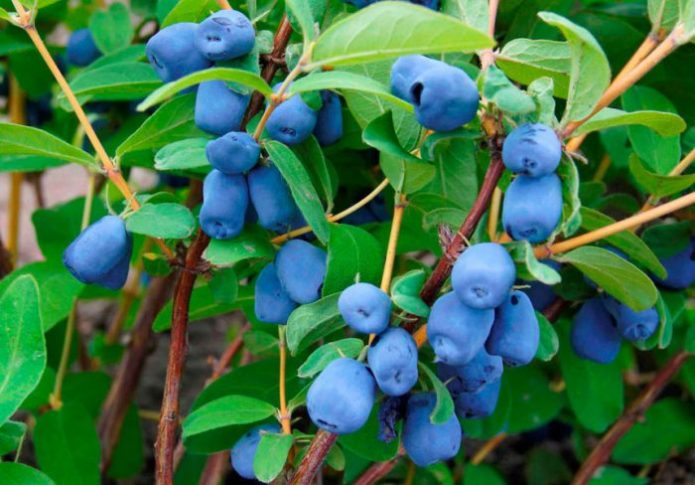 Honeysuckle bush