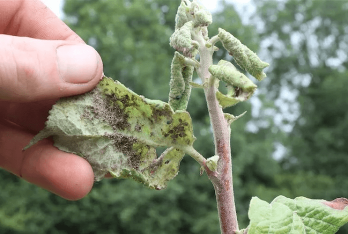 Aphids on young shoots