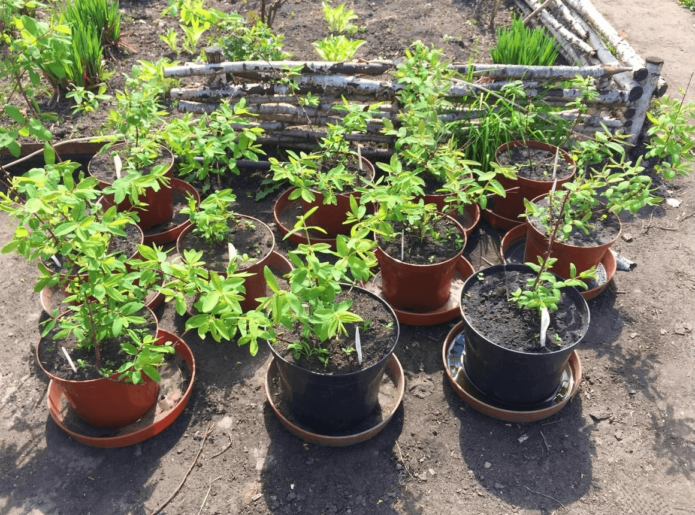 Seedlings in pots