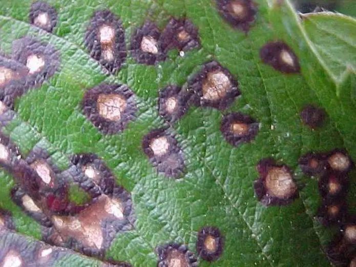 Currant leaf affected by septoria