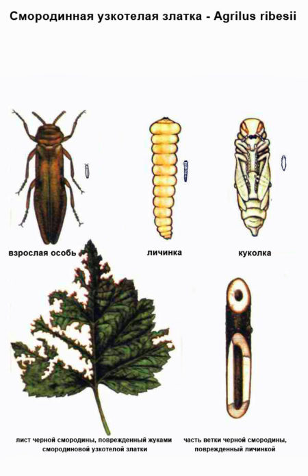 Botanical drawing of currant goldfish