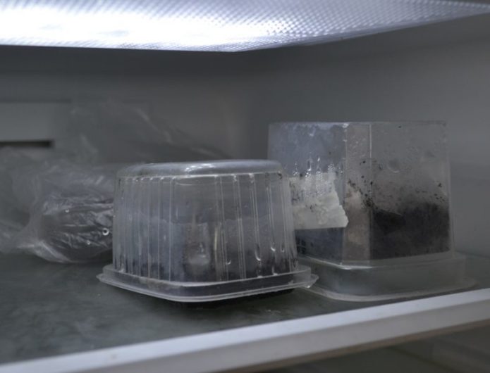 Seed bowls in the refrigerator