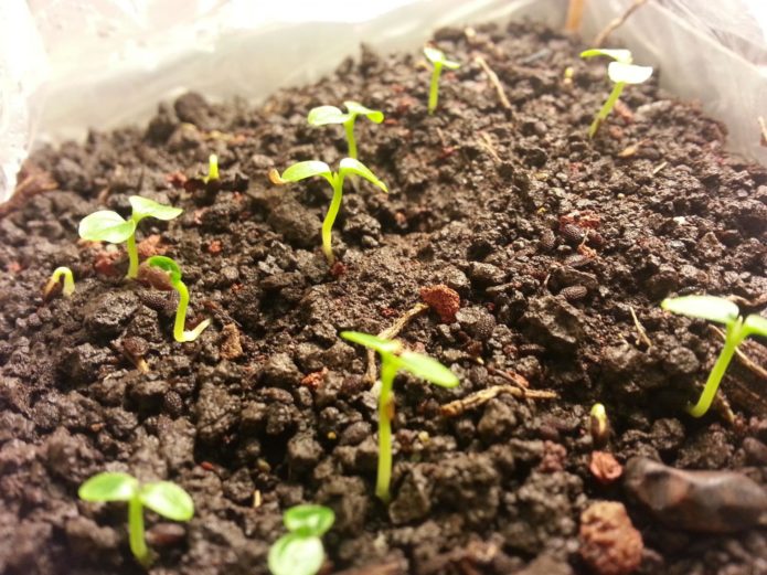 Seedlings