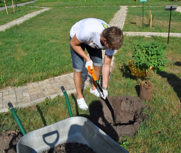 Preparing a pit for honeysuckle