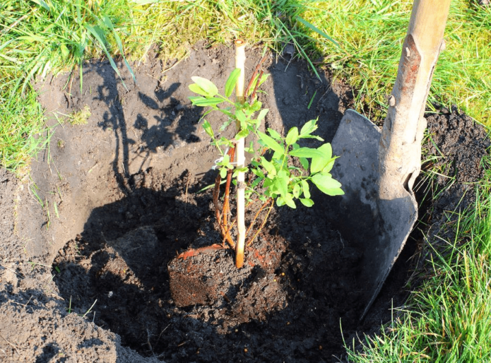 Placing a honeysuckle seedling in a pit