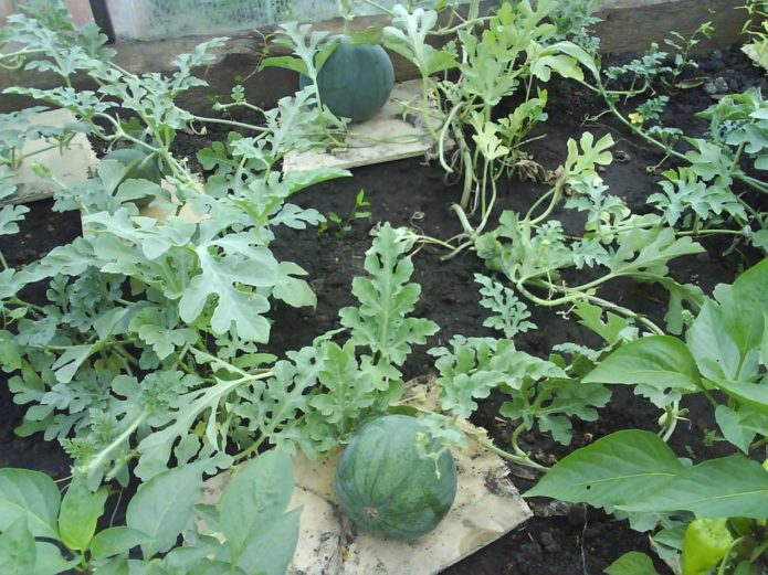 Watermelons on planks