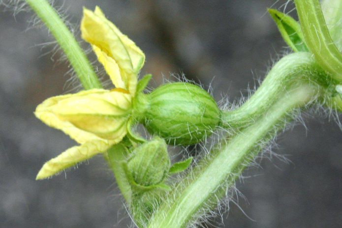 Female watermelon flower