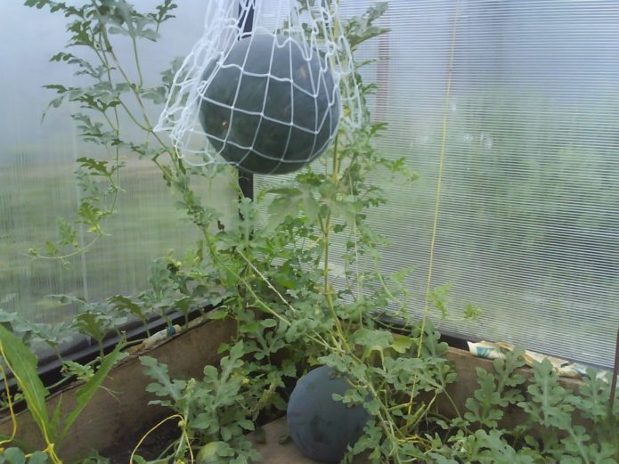 Watermelon in a greenhouse in a net