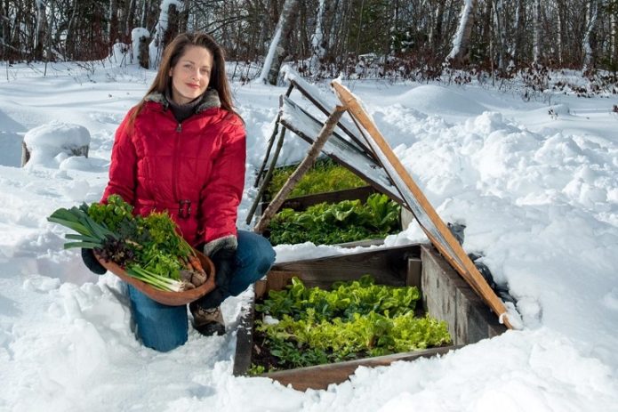 Greens in mini greenhouses