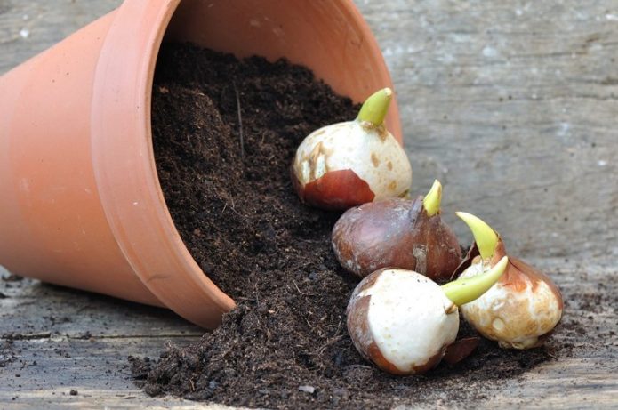 Bulbs and pot of soil