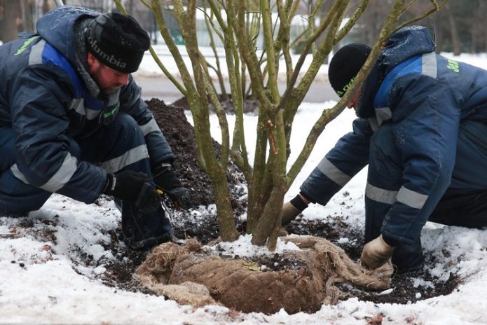 Planting a tree in a hole in winter