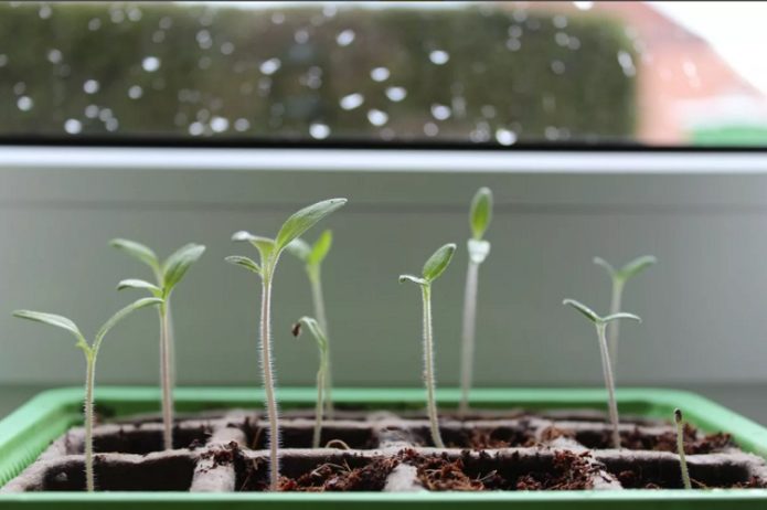 Sprouts in cells on the windowsill