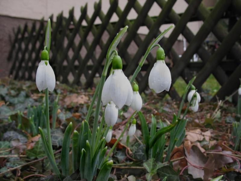 Lunar calendar of the gardener and gardener for March 2019