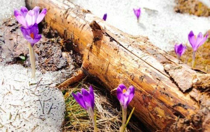 Log, snow and primroses