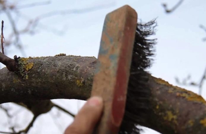 Clearing a tree trunk from lichens