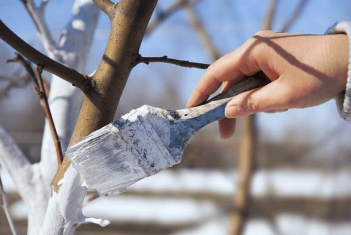 Whitewashing trees