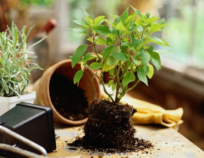 Young tree in the ground and a pot