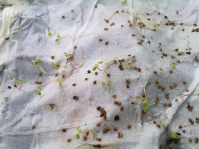 Sprouted strawberry seeds