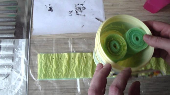 Sowing seeds in a snail with toilet paper