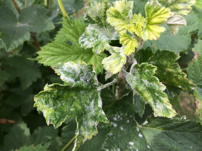 Powdery mildew on currants