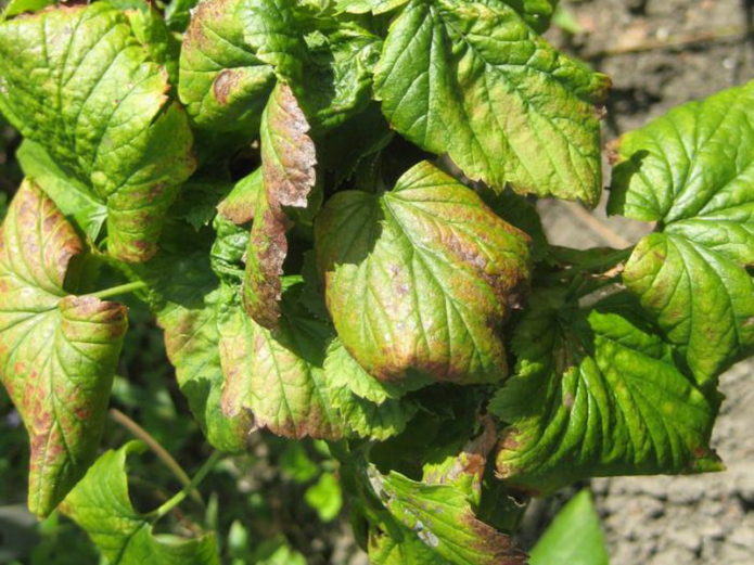 Black currant anthracnose