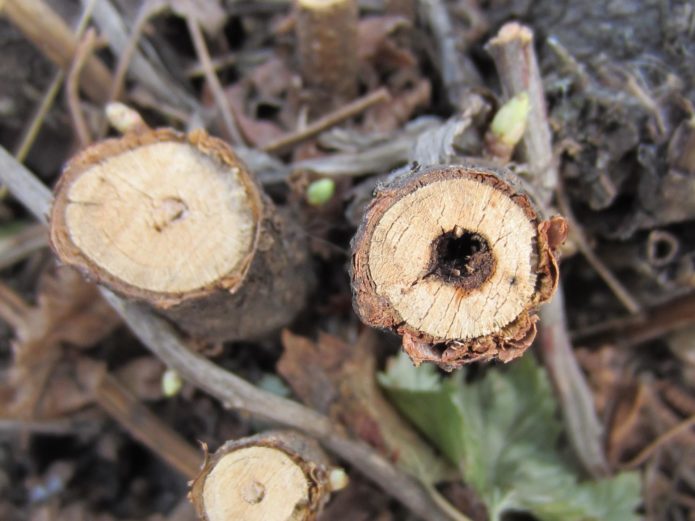 Currant shoots affected by glass