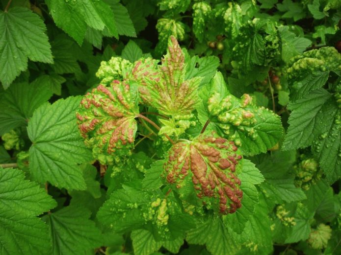 Gall aphid on currants