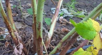 Raspberry shoots affected by purple spot