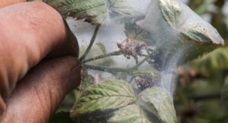 Spider mite nest on raspberry leaf