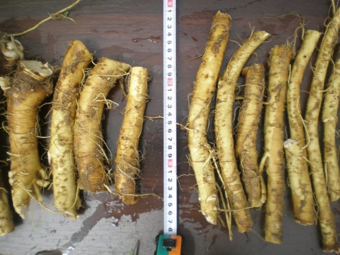 preparation of horseradish cuttings