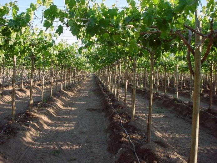 Drip irrigation of grapes