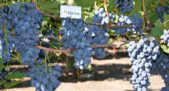 Grape variety Anthracite (Charlie)